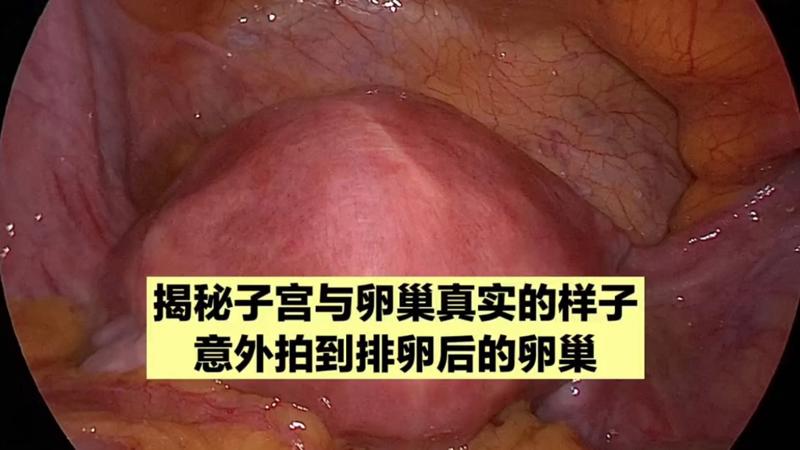 《丧夫后的滋润日子》忠肝义胆