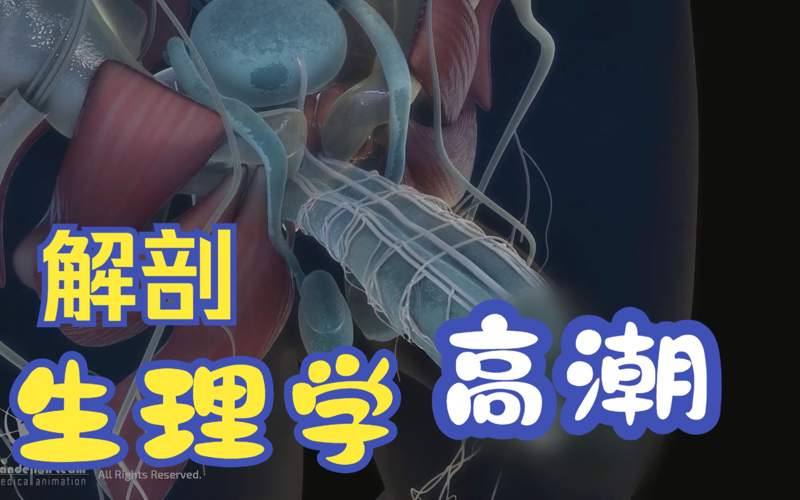 火影在线观看恰逢花开