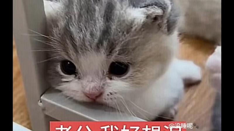 欧洲妇女死而后已